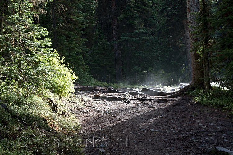 De ochtend zon zorgt voor mist in de bossen bij Chester Lake in Kananaskis Country