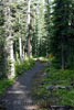 Het wandelpad door de bossen naar Chester Lake aan de Smith Dorrien Trail