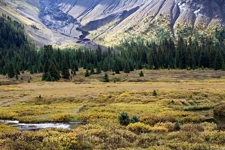 Het schitterende open veld bij Chester Lake in Kananaskis Country