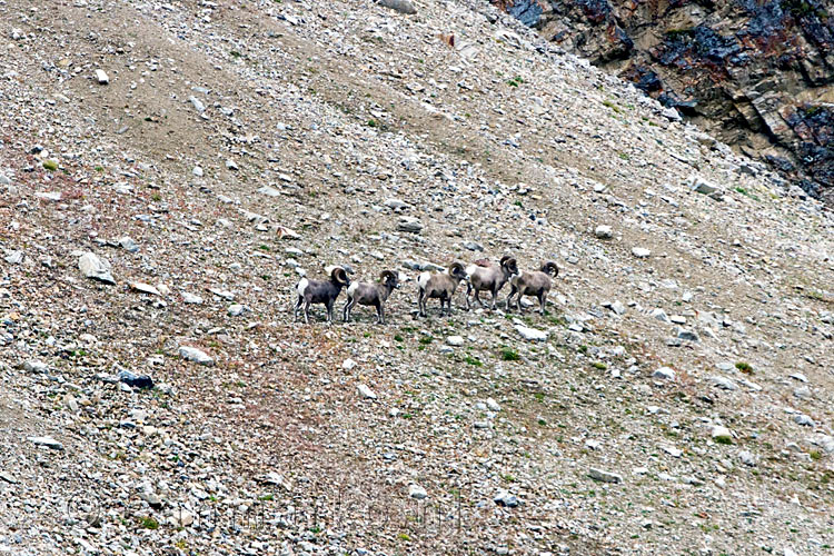 Berggeiten op de puinstukken bij Chester Lake in Kananaskis Country