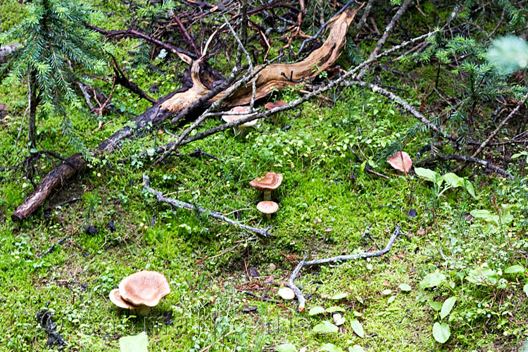 Paddestoelen langs het wandelpad bij Chester Lake in Kananaskis Country