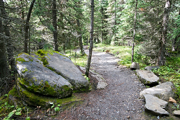 Het wandelpad door de bossen bij Chester Lake in Kananaskis Country in Canada