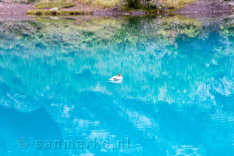 Een eend zwemmend in het koude water van Grassi Lakes in Kananaskis Country