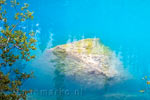 Een, met algen bedekte, steen in het blauwe water van Grassi Lakes