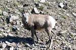 Een Rocky Mountain dikhoornschaap op de Kananaskis Trail zorgt voor file