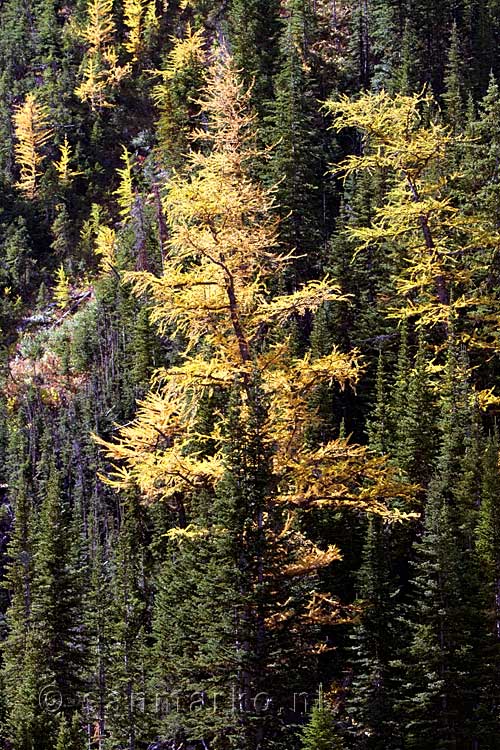 De mooie herfstkleuren van de loofbomen in Kananaskis Country in Canada