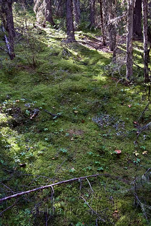 Cornus Canadensis en mos in de bossen bij Canadian Mt. Everest Expedition Trail