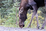 Een eland grazend langs de weg in Kananaskis Country bij Canmore