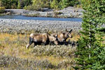 Twee elanden in de weide langs de Smith Dorien in Kananaskis Country