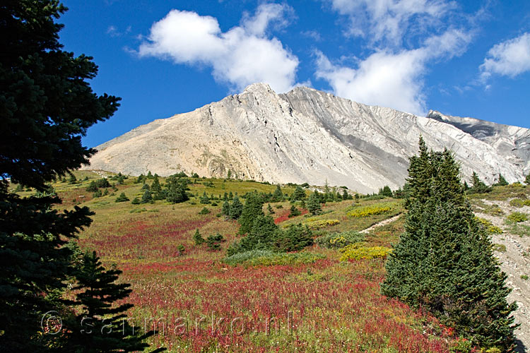 Nog een mooi uitzicht over de bergen met fireweed bij de Ptarmigan Cirque