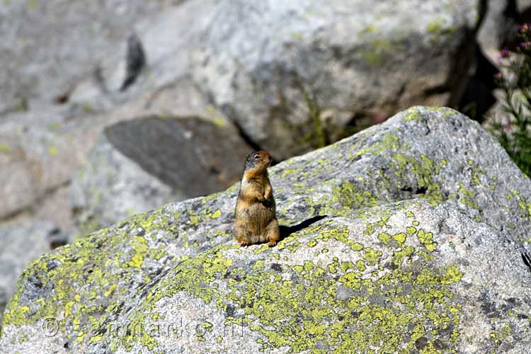 Een van de vele marmotten op de stenen bij Kokanee Lake bij Nelson