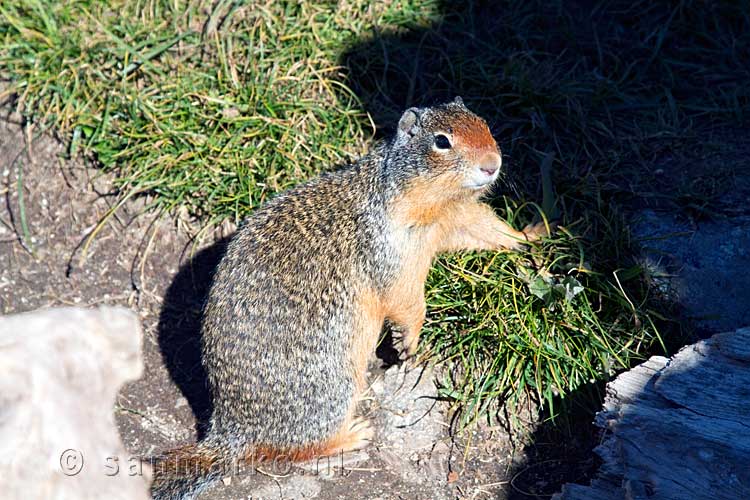 Een brutale marmot bij het bankje bij Kokanee Lake