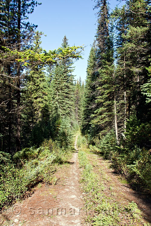 Het wandelpad naar Dog Lake in Kootenay National Park in Canada