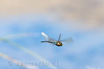 Eén van de vele libelles aan de oever van Dog Lake in Kootenay NP