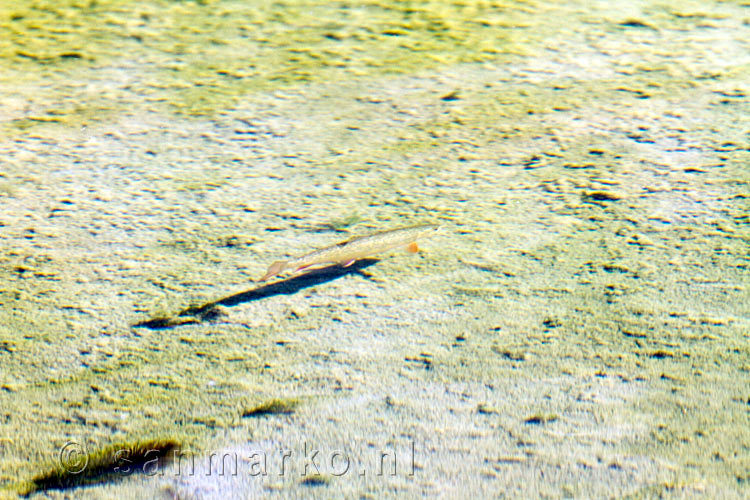 Een vis gespot in Dog Lake in Kootenay NP in Canada