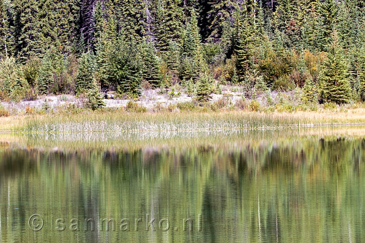 De weerspiegeling van de bomen in Dog Lake in Kootenay NP