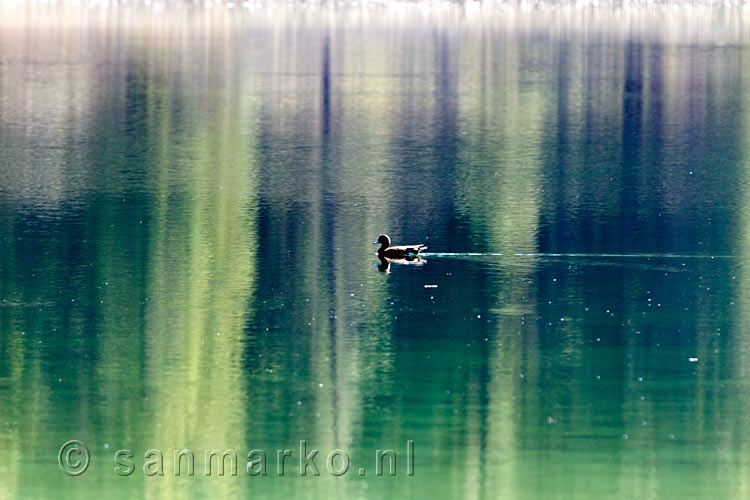 Een eenzame eend zwemmend in Dog Lake Kootenay NP in Canada