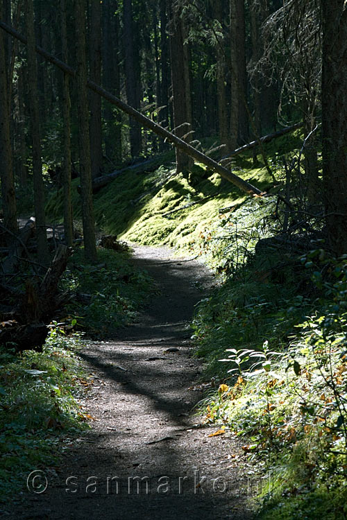 Het wandelpad van Dog Lake door zeer mooie natuur in Kootenay NP