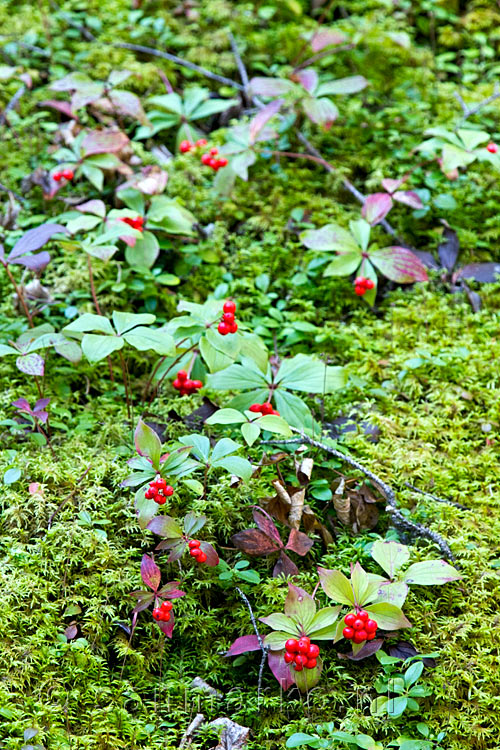 Cornus Canadensis langs het wandelpad bij Dog Lake in Kootenay National Park