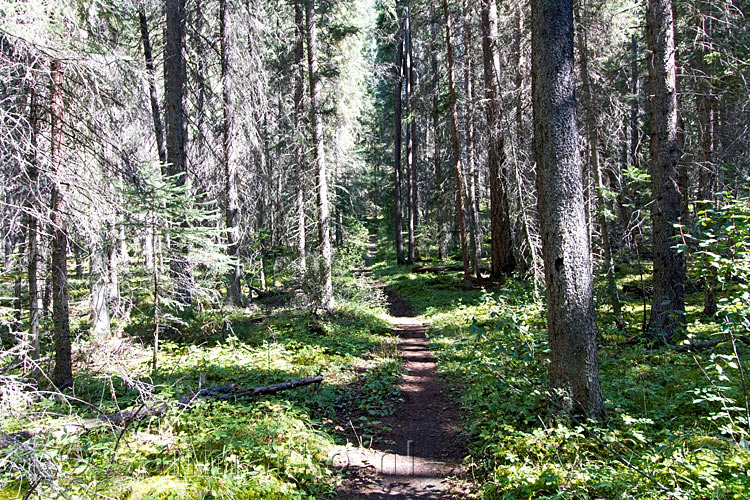 Het wandelpad bij Dog Lake in Kootenay National Park in Canada