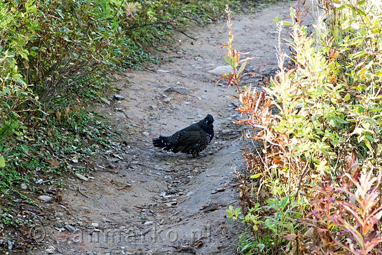 Een spruce grouse op het wandelpad naar Stanley Glacier