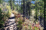 het wandelpad door de bossen richting Stanley Glacier in Kootenay NP