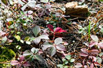 Cornus Canadensis in herftskleuren bij Stanley Glacier