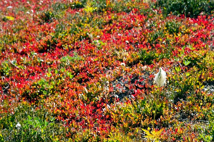 Mooie herfstkleuren langs het Heather Trail in Manning Provincial Park BC