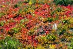 Mooie herfstkleuren langs het Heather Trail in Manning Provincial Park BC