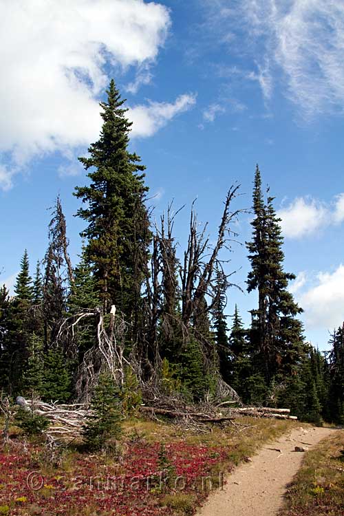 Het wandelpad over de Heather Trail in Manning Provincial Park