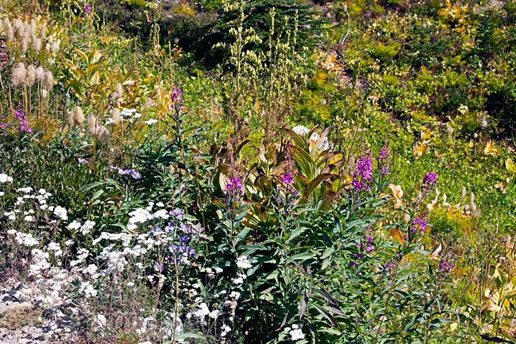 In de herfst bloeit langs het Heather Trail nog genoeg