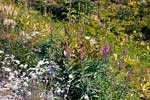 In de herfst bloeit langs het Heather Trail nog genoeg