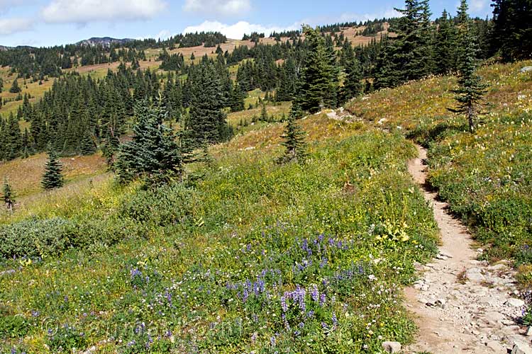 Het wandelpad richting the First Brother in Manning Provincial Park