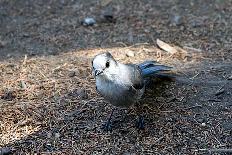 Een Grey Jay op zoek naar onze broodkruimels bij de Heather Trail