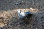 Een Grey Jay op zoek naar onze broodkruimels bij de Heather Trail