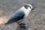 De brutale Grey Jay op Sandra's wandelschoen bij de Heather Trail