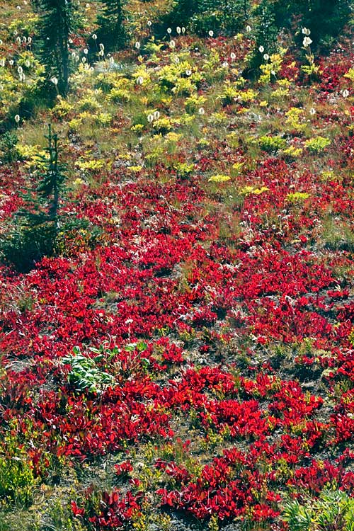 Mooie herfst kleuren in Manning Provincial Park in september