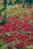 Mooie herfst kleuren in Manning Provincial Park in september