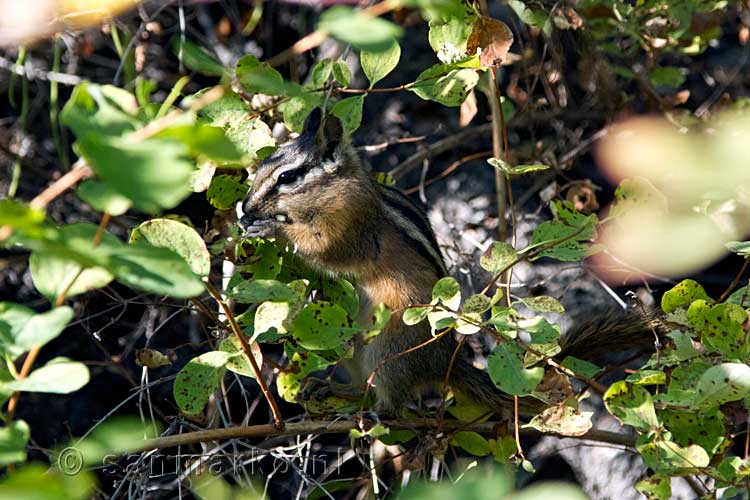 Een kleine chipmunk (wangzakeekhoorn) bij de Beaver Pond in Manning Provincial Park