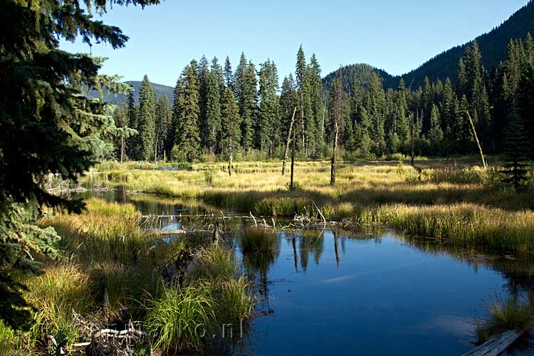 De, door bevers verlaten, Beaver Pond in Manning Provincial Park