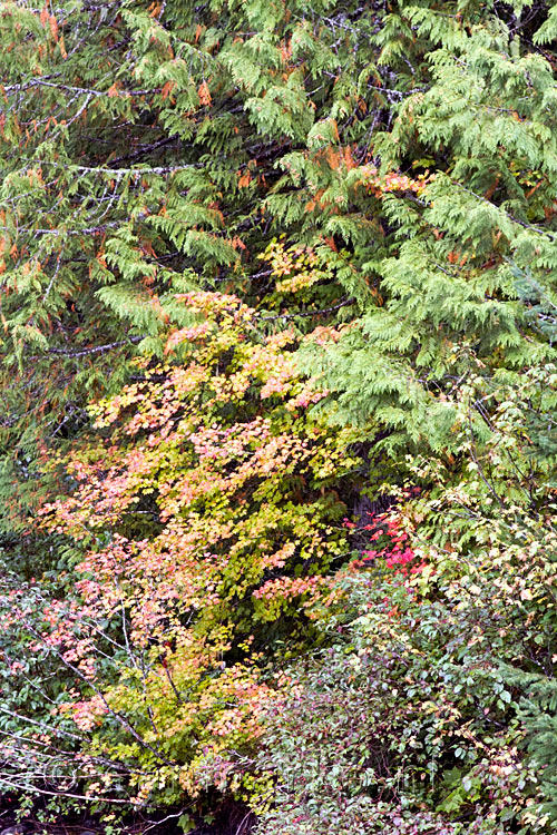 De herfstkleuren aan het begin van de wandeling over de Skagit Trail in Manning PP