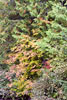 De herfstkleuren aan het begin van de wandeling over de Skagit Trail in Manning PP