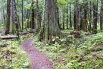Het wandelpad tussen de grote bomen op de Skagit Trail in Manning bij Hope