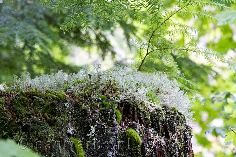 Mos groeiend op een oude boom op de Skagit Trail in Manning Provincial Park