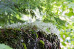 Mos groeiend op een oude boom op de Skagit Trail in Manning Provincial Park