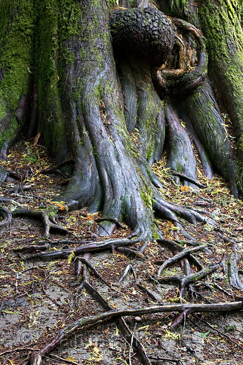Mooie grote oude bomen langs de Skagit Trail bij Hope