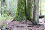 Wandelen door het schitterende bos bij de Skagit Trail in Manning PP