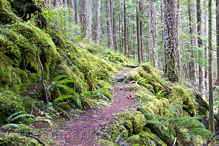 Het wandelpad van de Skagit Trail in Manning Provincial Park in Canada