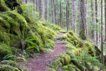 Het wandelpad van de Skagit Trail in Manning Provincial Park in Canada