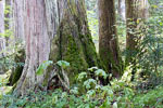 De mooie oude bomen langs de Skagit Trail in Manning Prov. Park